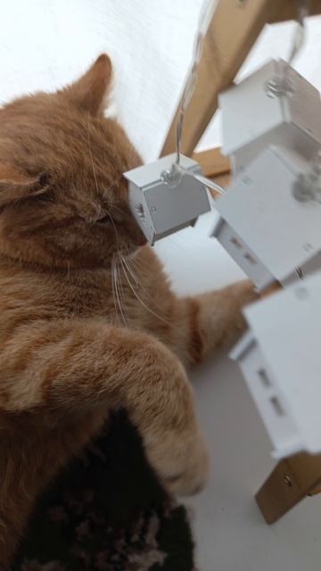 любимый котейка