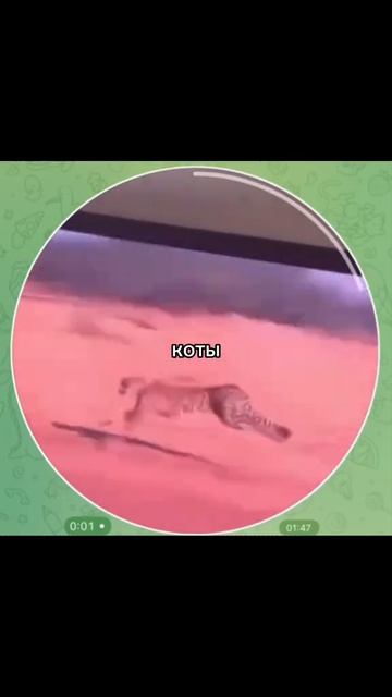 коты