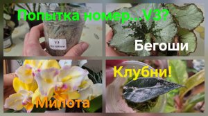 Будни!🥰Китайский Сого Юкидан ,Сладкая девочка!Клубни алоказий,новые бегонии.