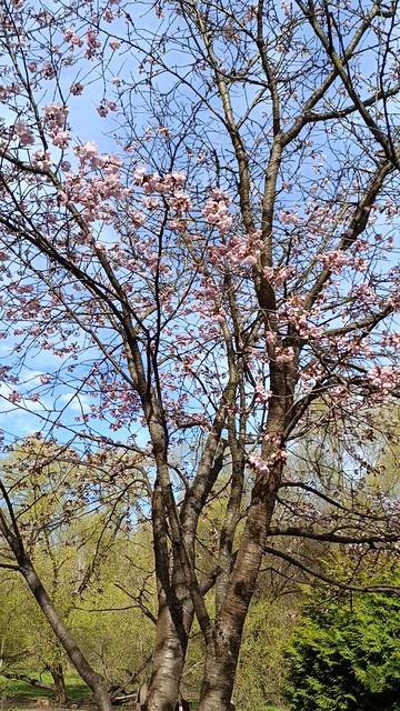 Ханами - сакура цветёт 