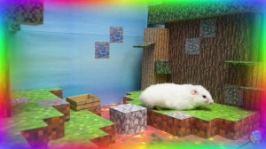 Приключение хомячка поиски сокровищ. Незабываемое приключение! часть 4