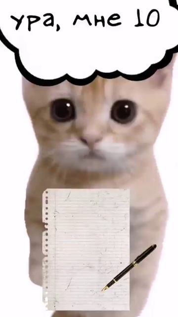 котята пояснят)