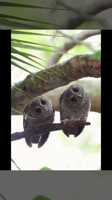 Братан-братан2