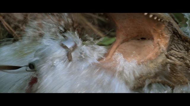 КРОКОДИЛ ДАНДИ 1-2