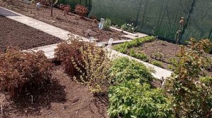 Жизнь на даче//Про цветы//Погода отличная