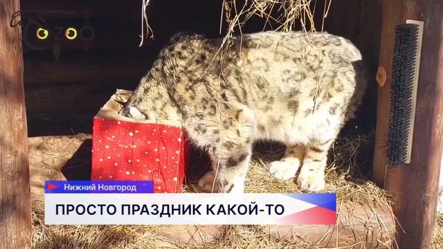 Снежного барса Базеля поздравили с днём рождения вкусным подарком в нижегородском зоопарке «Лимпопо»