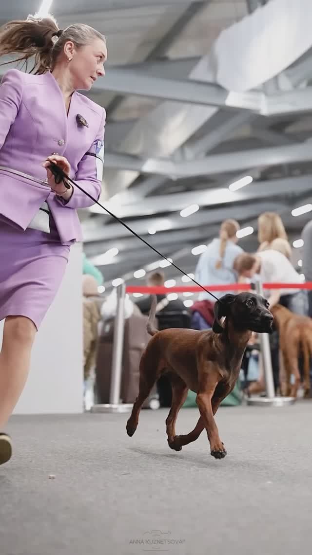 Баварская горная гончая из Питомника 