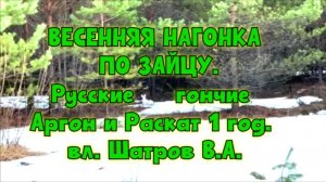 ВЕСЕННЯЯ НАГОНКА ПО ЗАЙЦУ. Русские гончие Аргон и Раскат 1год.  вл. Шатров В.А.#охота #топ #hunting