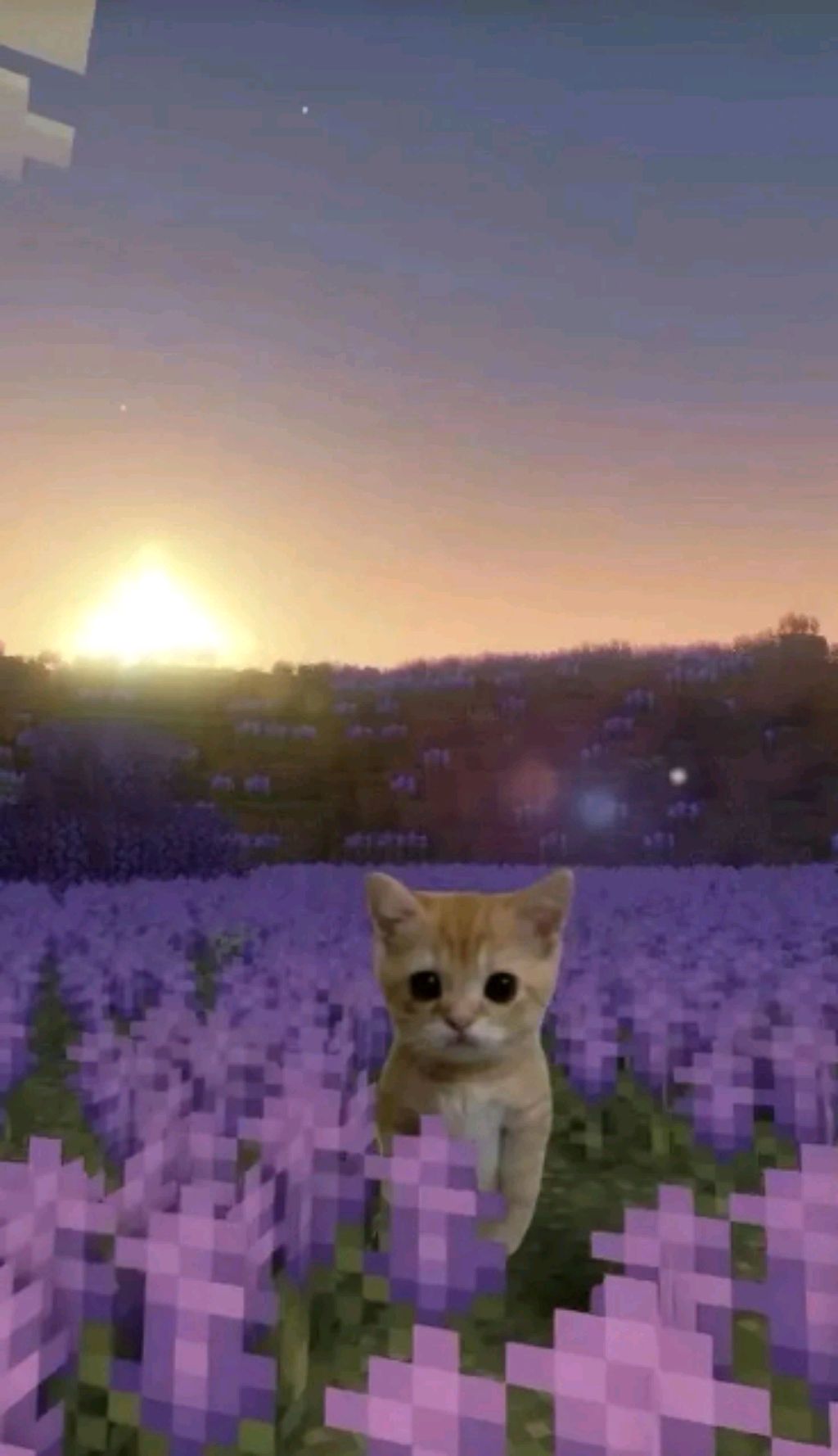 влог с хомяком