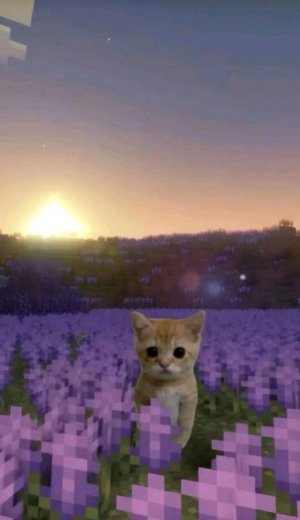 влог с хомяком