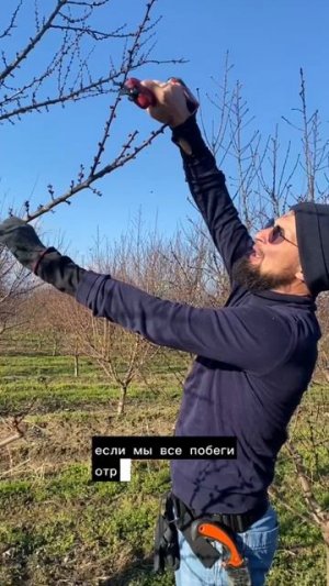 Обрезка абрикоса.