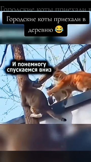 Когда ты городской кот😆