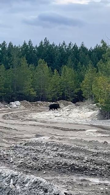 Симбирский Пумба  На окраинах Кучур, возле брошенных карьеров, был замечен необычный гость.  Любител