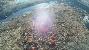 Вот и пришла весна.Готовлю грядку для рассады капусты.