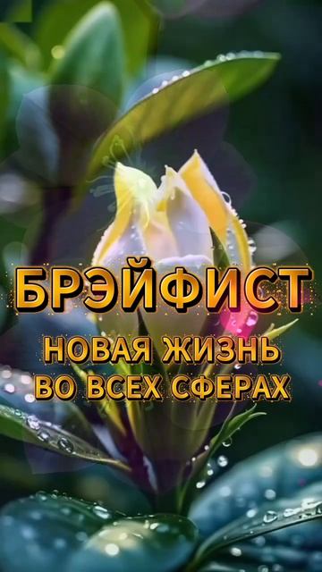 БРЭЙФИСТ - ЭТО НОВАЯ ЖИЗНЬ!