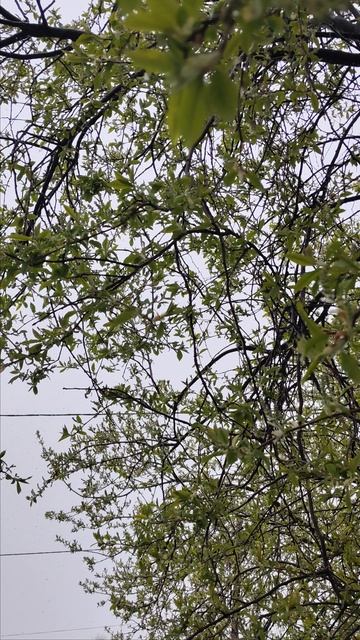 Зима не хочет уходить от нас.