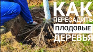 Как сажать деревья