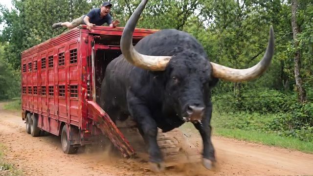 Посмотрите, как этих животных впервые освобождают