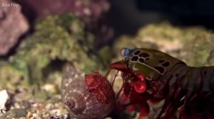 Рак-Богомол ломает черепа крабам.