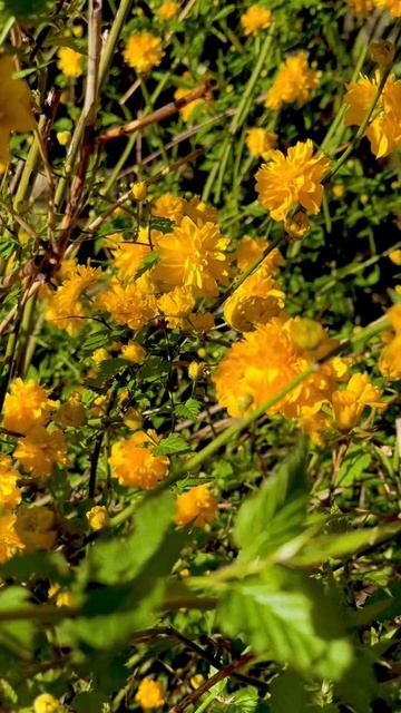 Цветущая Ялта🌼👈