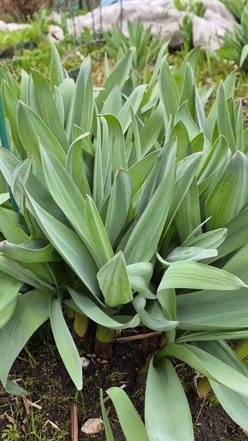 Лук Анзур-лук Суворова.Лукочеснок.