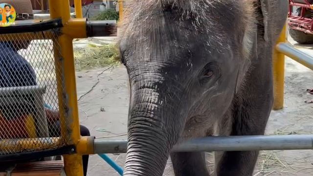 Животные для малышей, настоящие пушистые альпаки и другие звери в нашем зоопарке