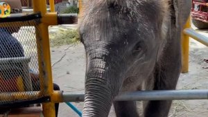 Животные для малышей, настоящие пушистые альпаки и другие звери в нашем зоопарке