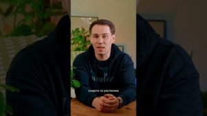 Фикус Мокламе: идеальное дерево для дома и секреты его стойкости