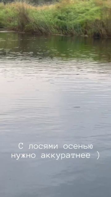 Олень на реке