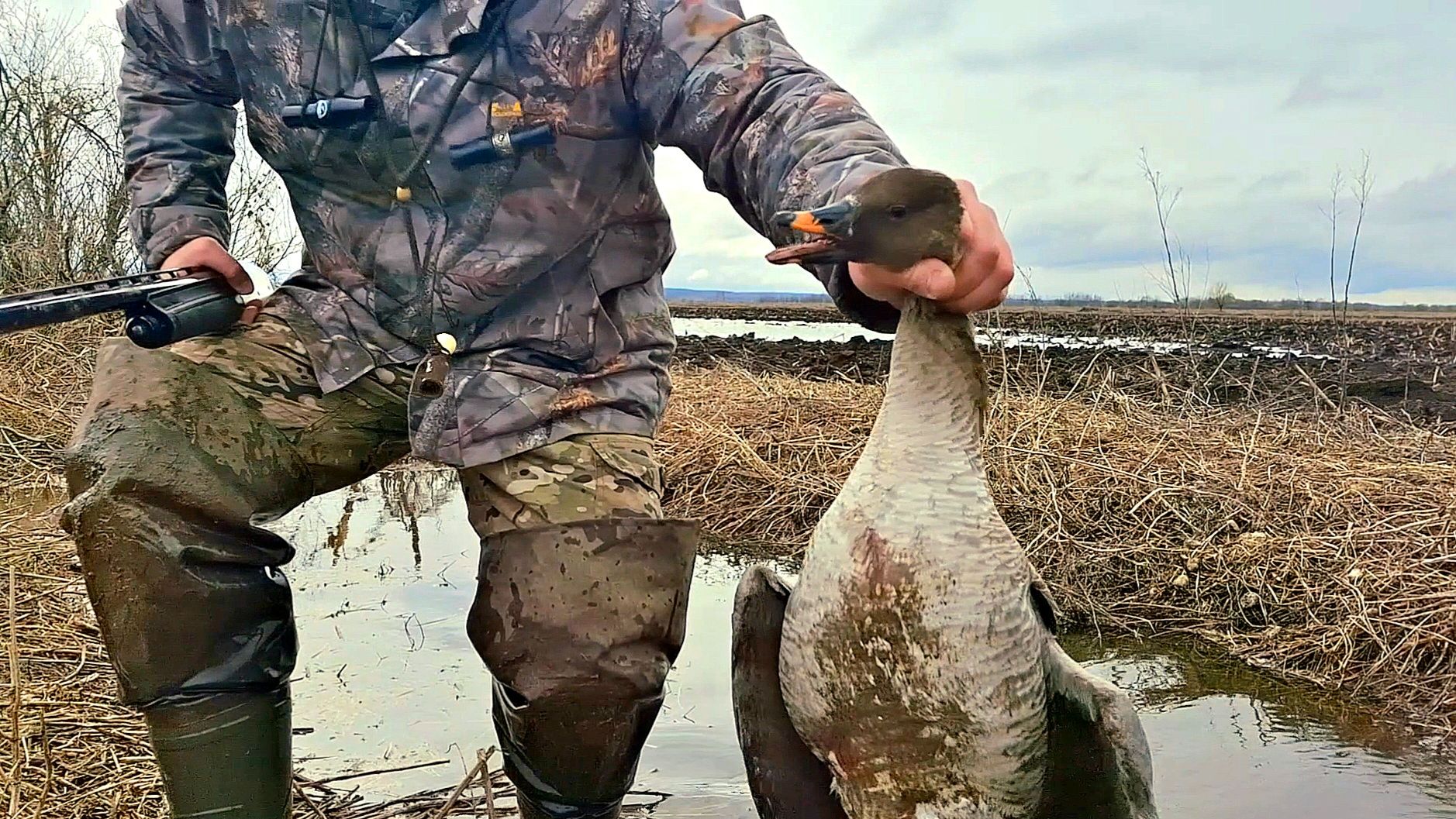Весенняя охота на гуся 2026г