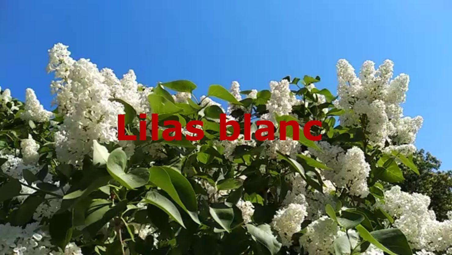 Белая сирень Lilas blanc