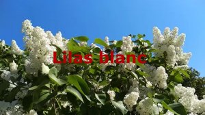 Белая сирень (Lilas blanc)