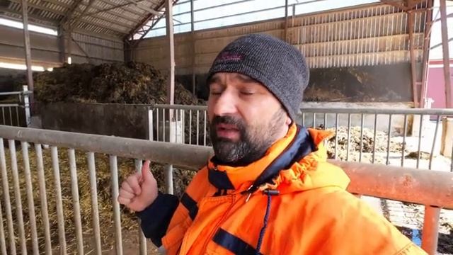 Эти телята могли не выжить Ферма молочко и первые шаги к урожаю