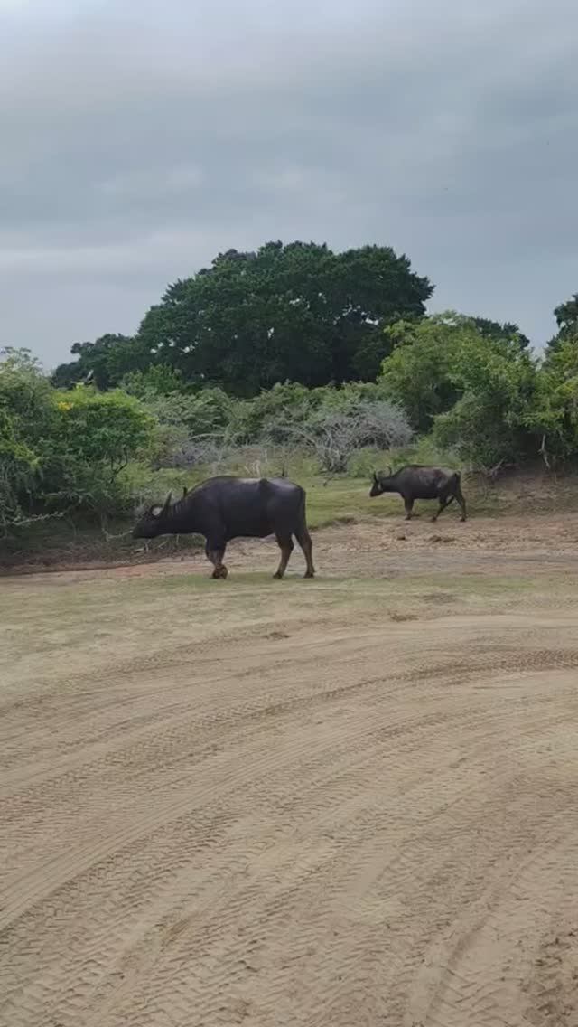 Азиатский буйвол, Шри-Ланка, сафари #буйвол #сафари #шриланка #фруктымира #путешествия #животные