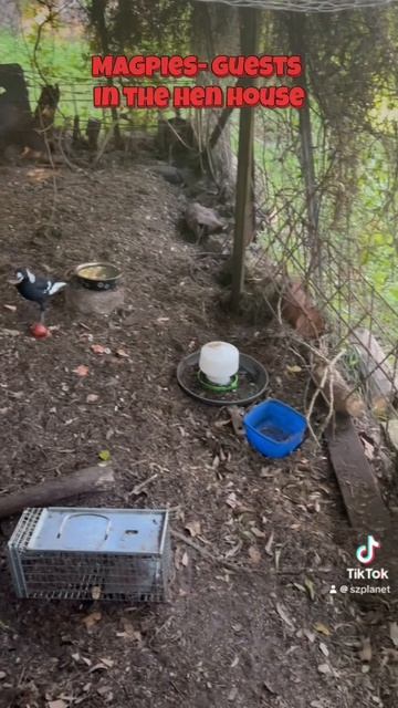 Magpies- guests in the hen house #henhouse #hens #chicken #birdslife #australia🇦🇺