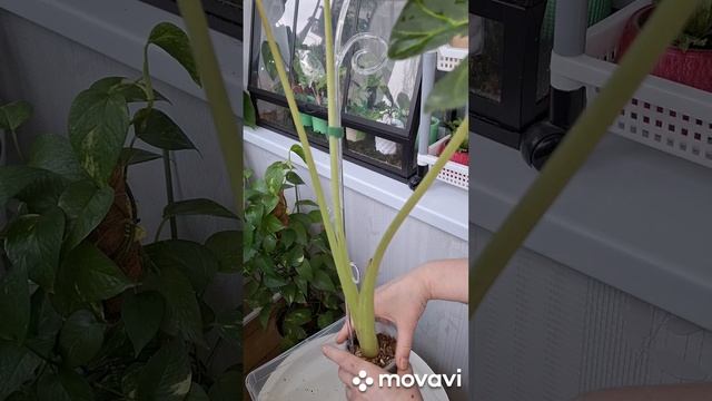 АЛОКАЗИЯ РЕГАЛ ШИЛДС ВАРИЕГАТНАЯ.КОМНАТНЫЕ РАСТЕНИЯЦВЕТЫ.