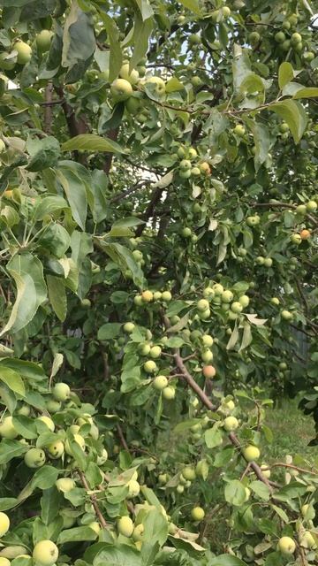 июль 2021г урожай яблок