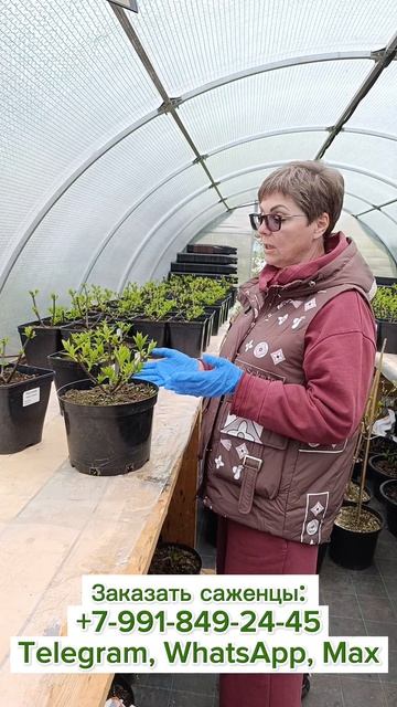 Приезжайте за большими контейнерами!  #саженцы #метельчатыегортензии #гортензияметельчатая