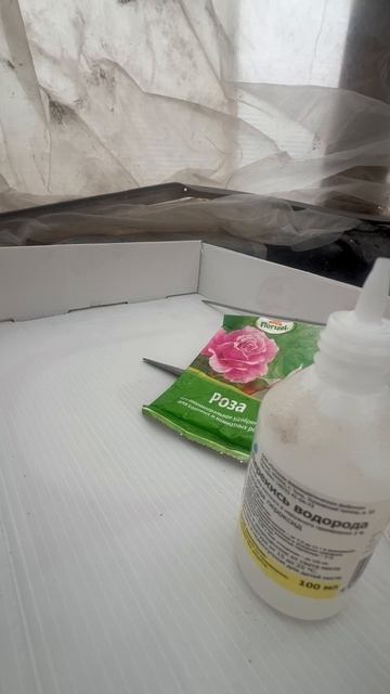 Продолжаем тему розы со Светофора. часть 2