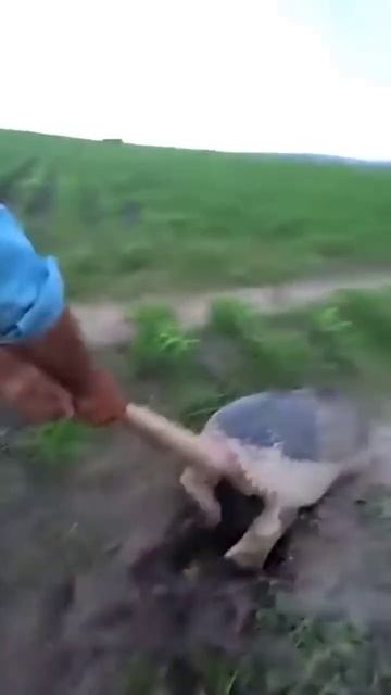 Кто знает название этого животного?  

#животныей #человек