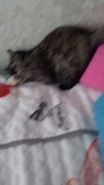 Весело утро проходит 🤣🤣🤣😃