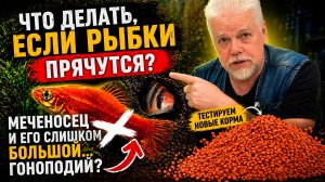 Аквариумные истории из ЭКЗОМЕНЮ (24.04.2026). Что делать если рыбки прячутся?