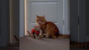 Котята 🐱 Собираемся гулять