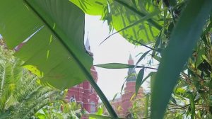 субтропический рай в центре Москвы