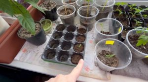 Мой первый опыт с рассадой 🌱🪴