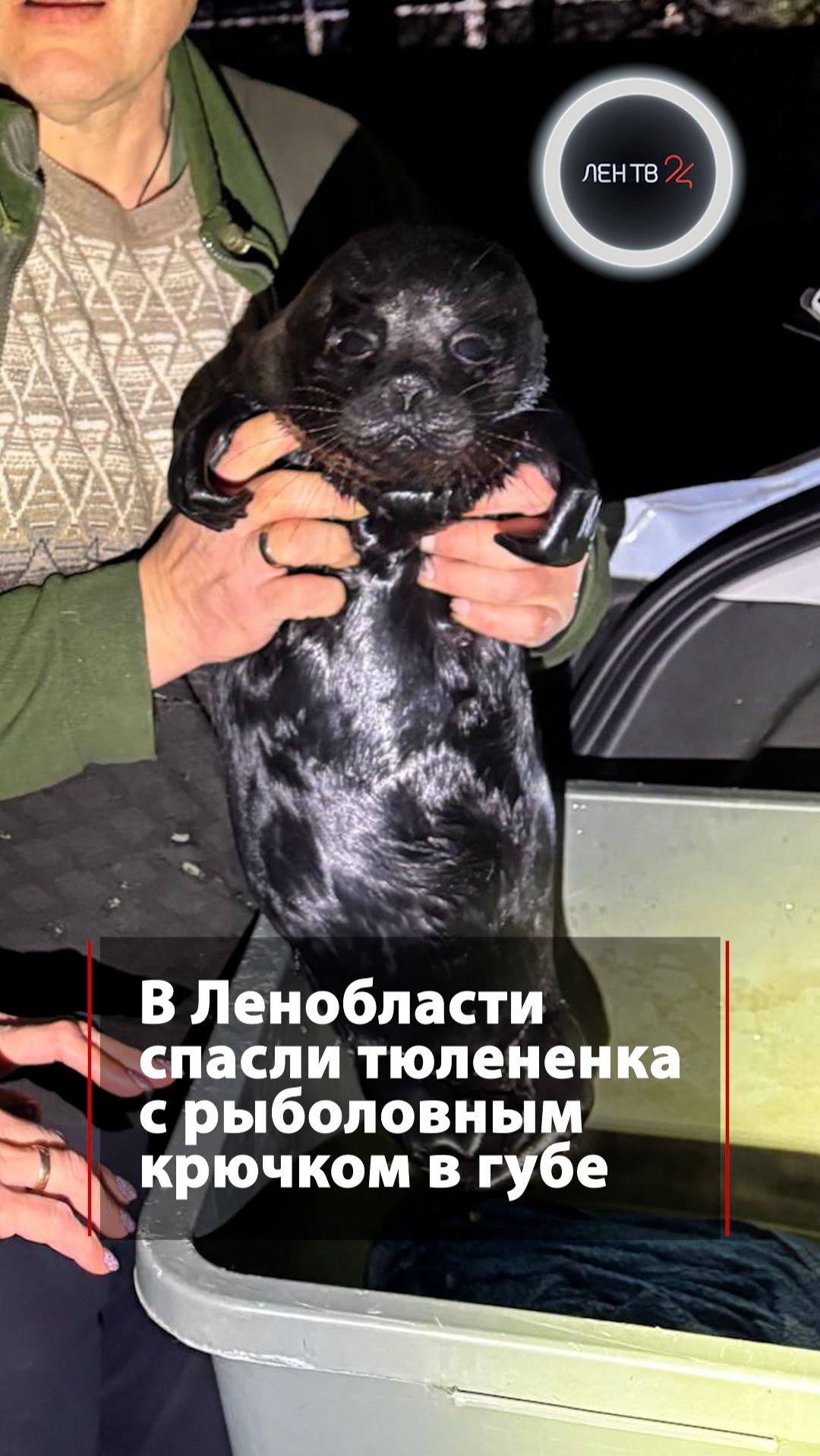 Нерпа приплыла к людям в надежде на помощь