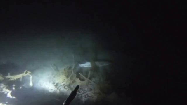 Подводная охота. Поиски карпа в камышах.