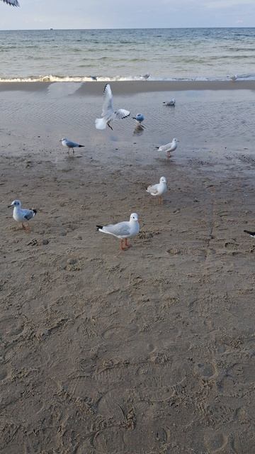 Чайки Балтийского моря.