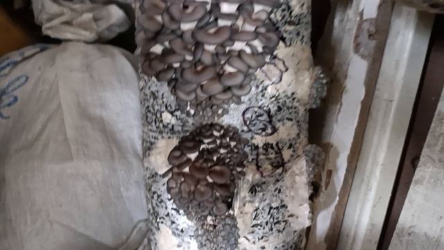 Растите мои грибочки