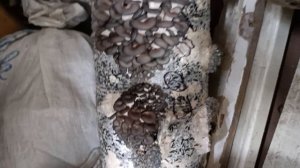 Растите мои грибочки